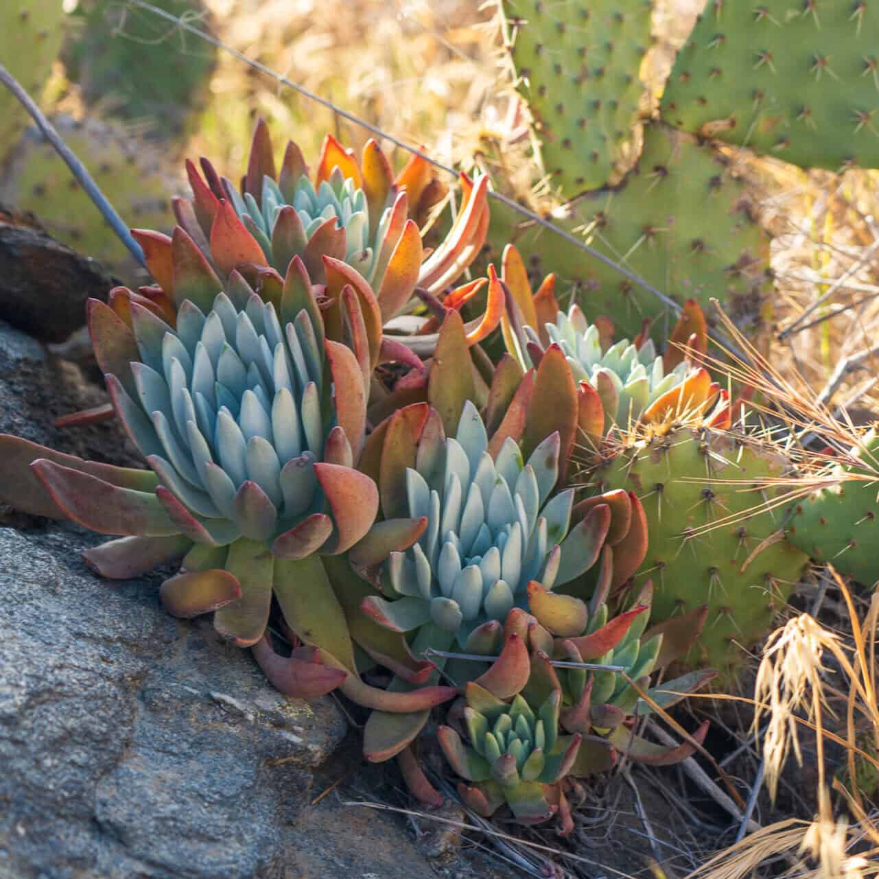 Image of a cactus bloom