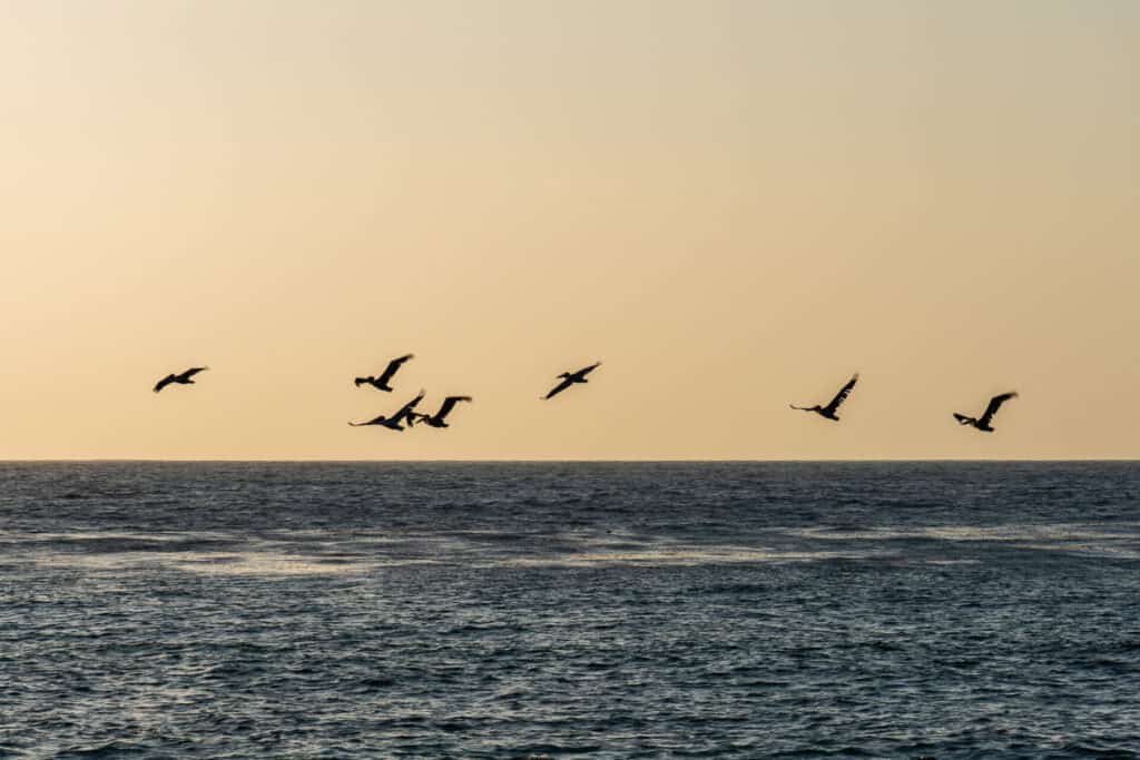 Image of birds flying above the ocean from the Trans Catalina Trail