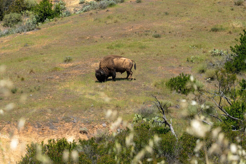 Image of a bison on Trans Catalina Trails