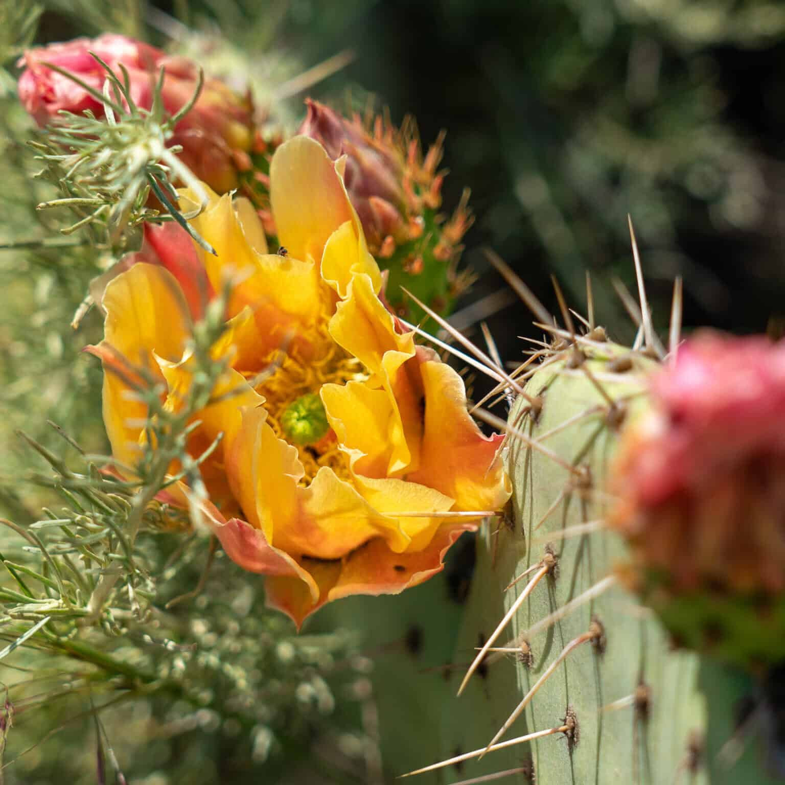 Image of cactus blooming