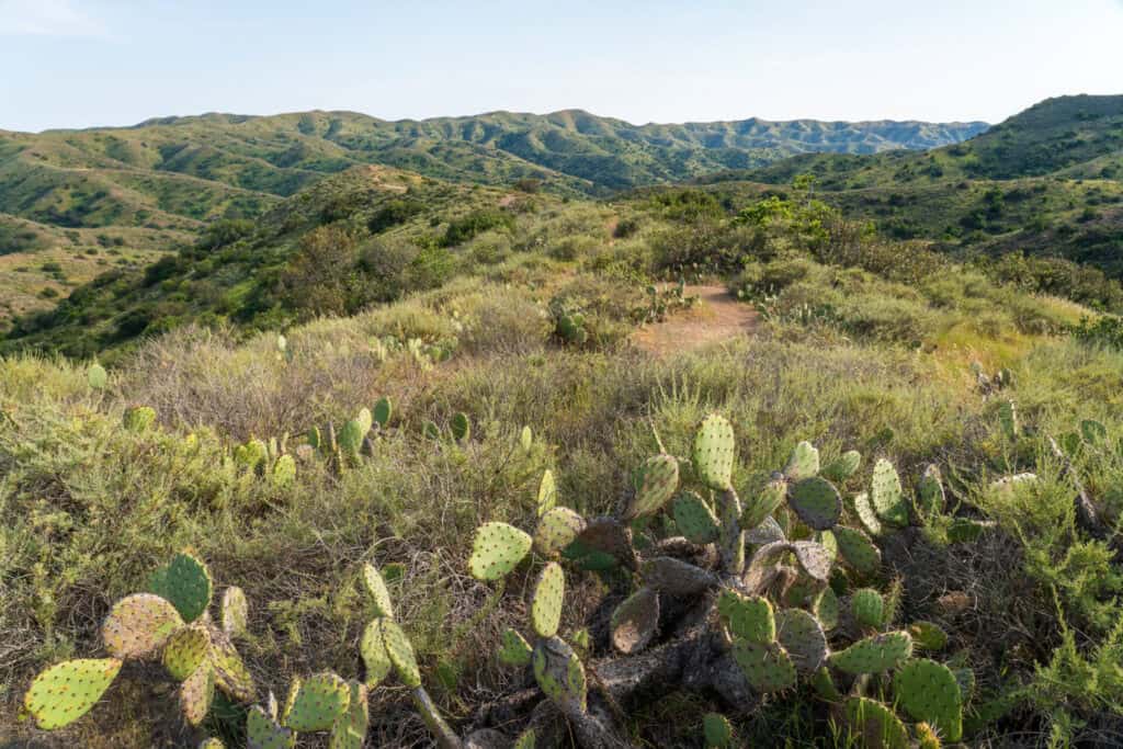 View from Trans Catalina Trail