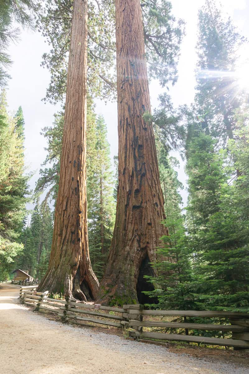 Two giant sequoia trees stand next to a wooden fence in Mariposa Grove