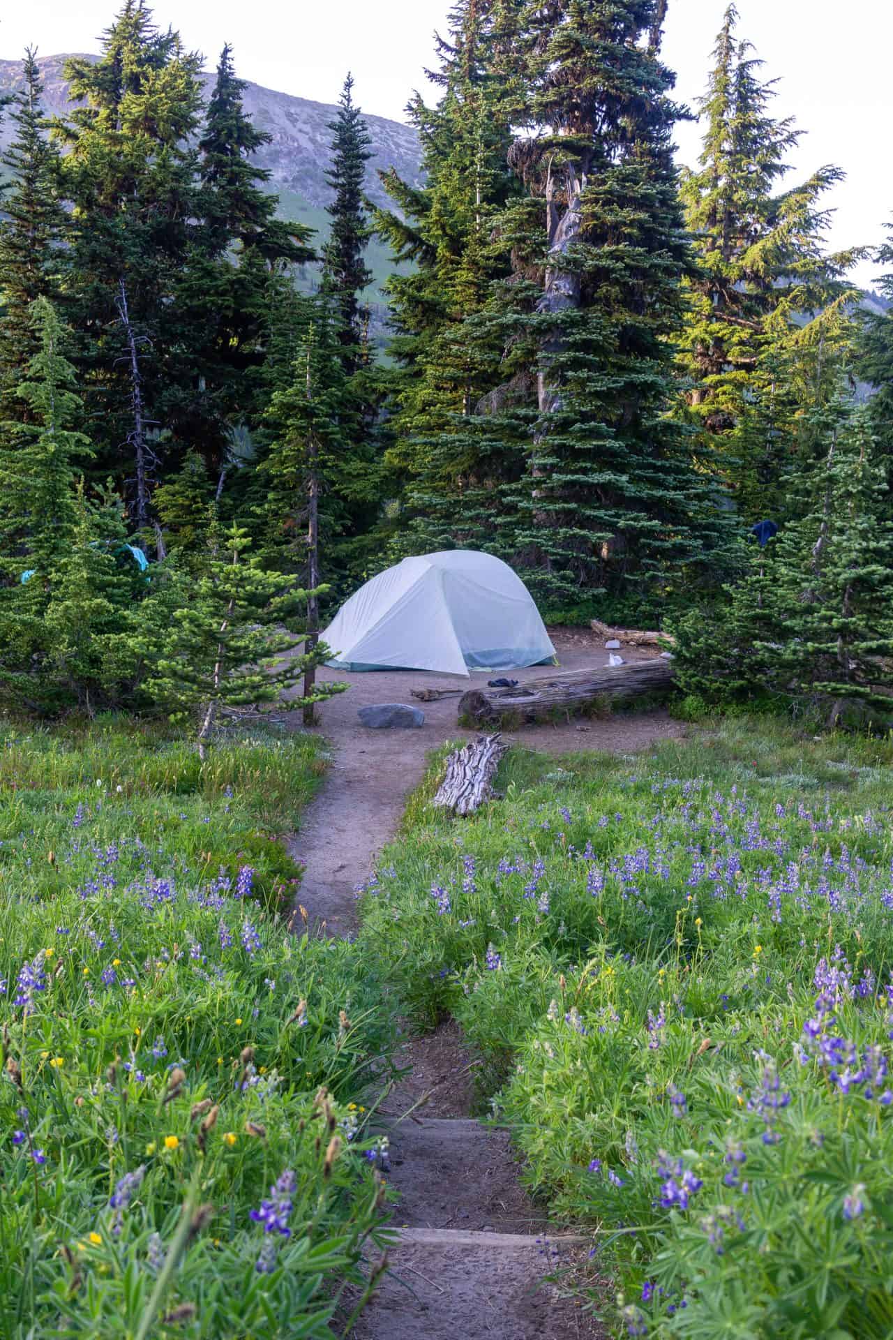 a backpacking tent at the end of a faint dirt trail surrounded by green grass and trees
