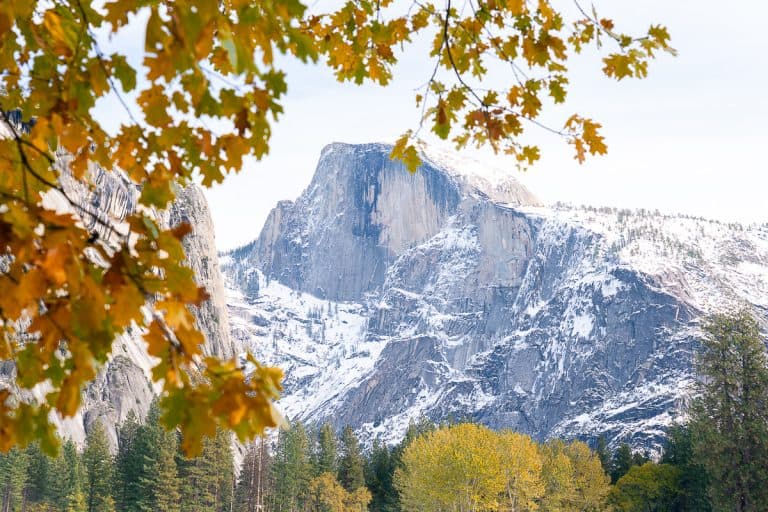 Half Dome with a sprinkling of snow. Oak leaves in foreground framing Half Dome in the sky - leaves are fall colors.