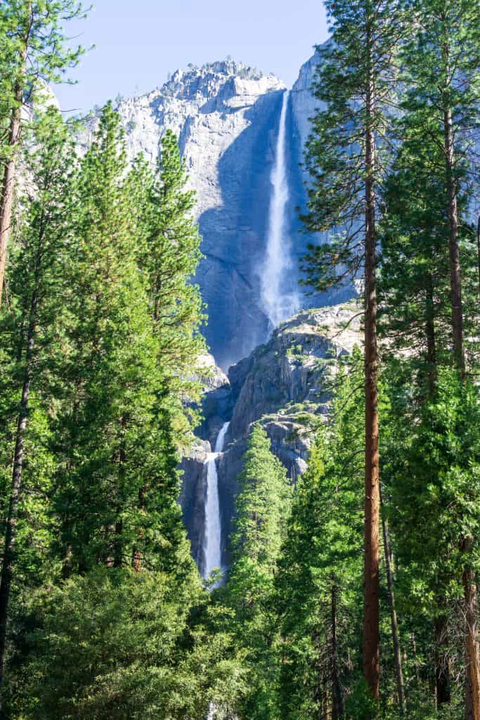 Upper and Lower Yosemite falls seen in the middle of a forest of trees