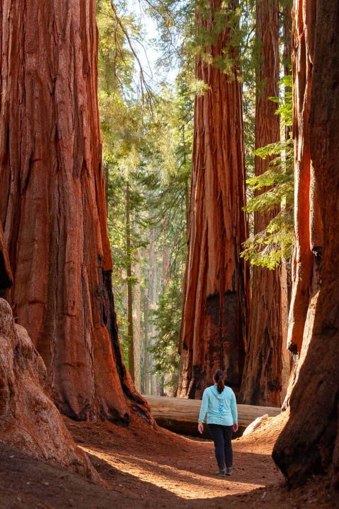 author Emily walking in the house group of sequoia trees.
