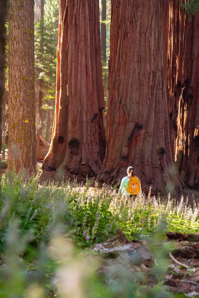 Sequoia National Park giant sequoias with hiker in foreground.
