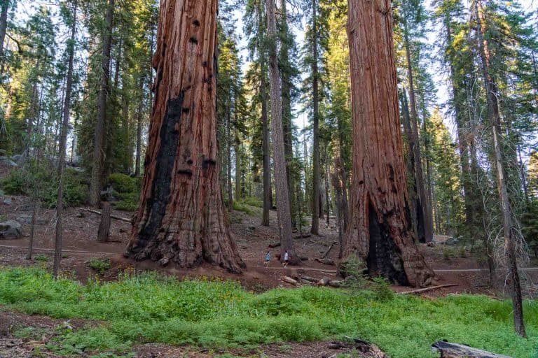 Ancient giant sequoias in Sequoia National Park, towering over hikers and nature lovers.