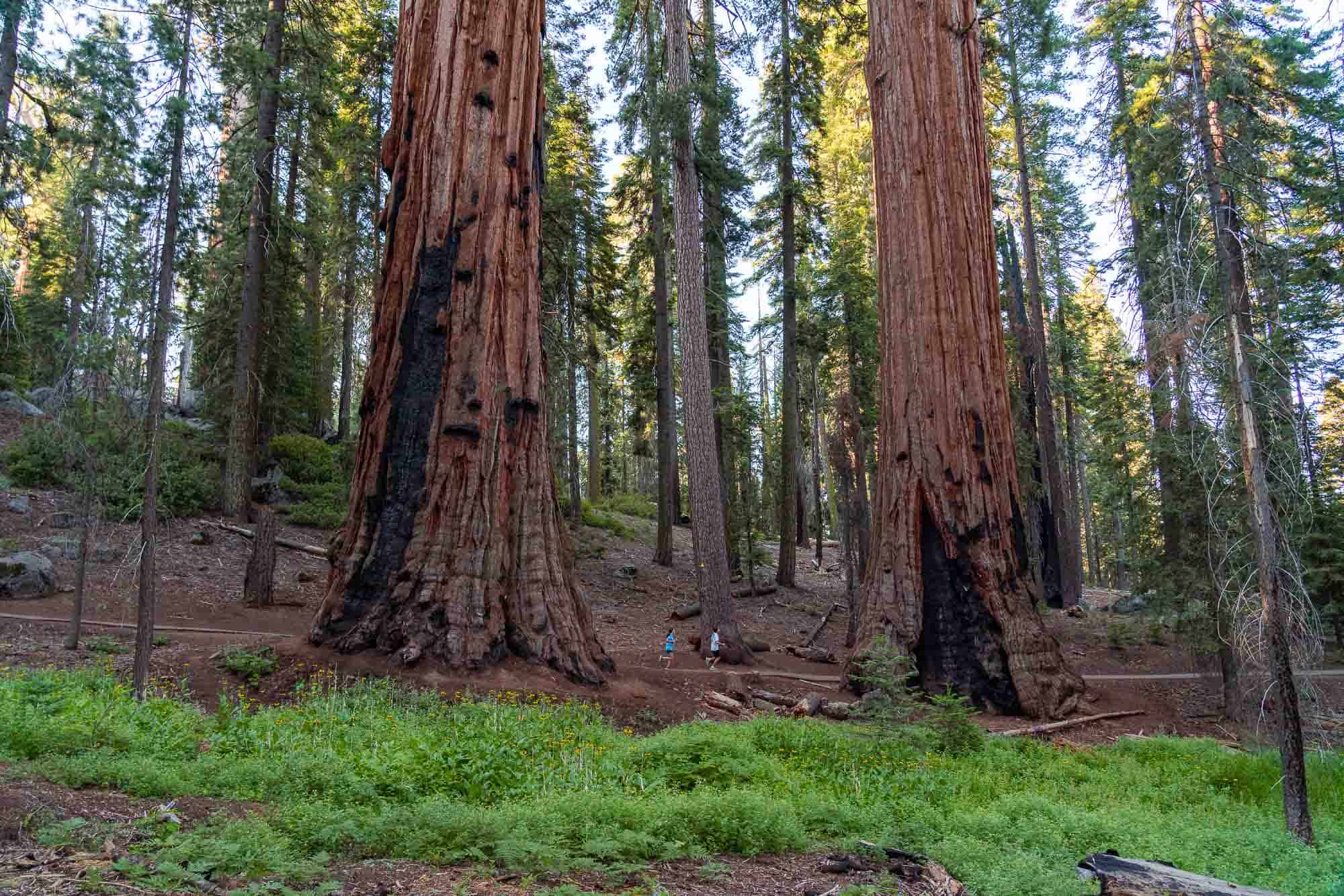 Ancient giant sequoias in Sequoia National Park, towering over hikers and nature lovers.