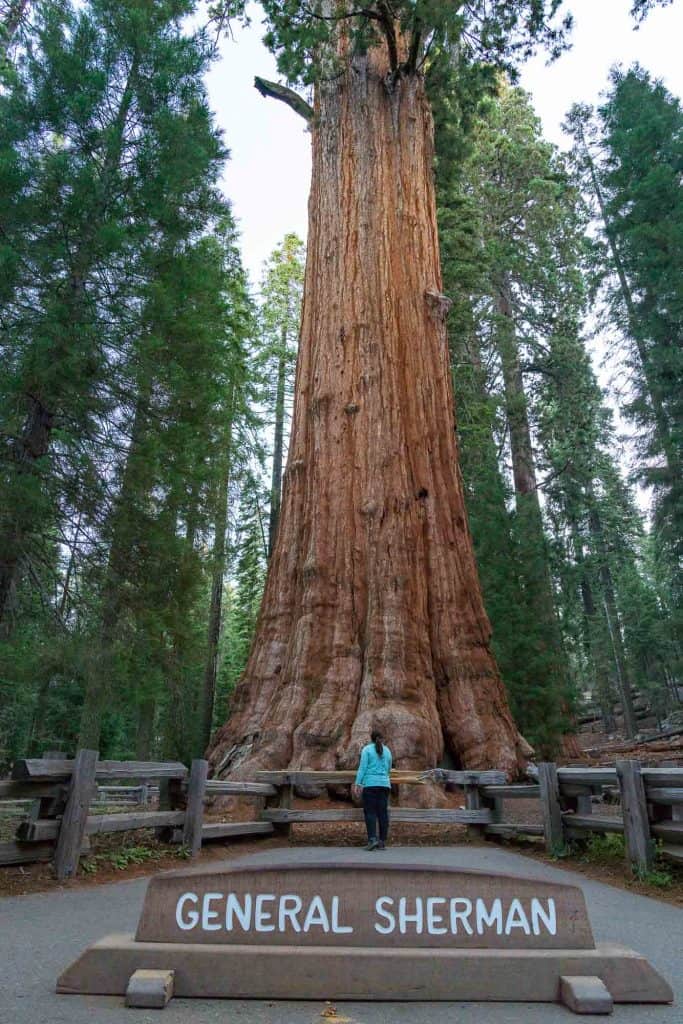 a large sign reading "general Sherman" in front of the general Sherman tree in sequoia national park