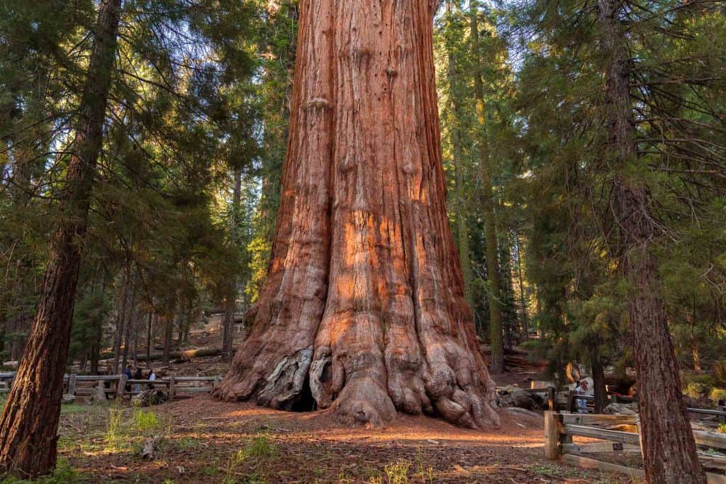 the General Sherman tree's massive base surrounded by smaller sequoia trees