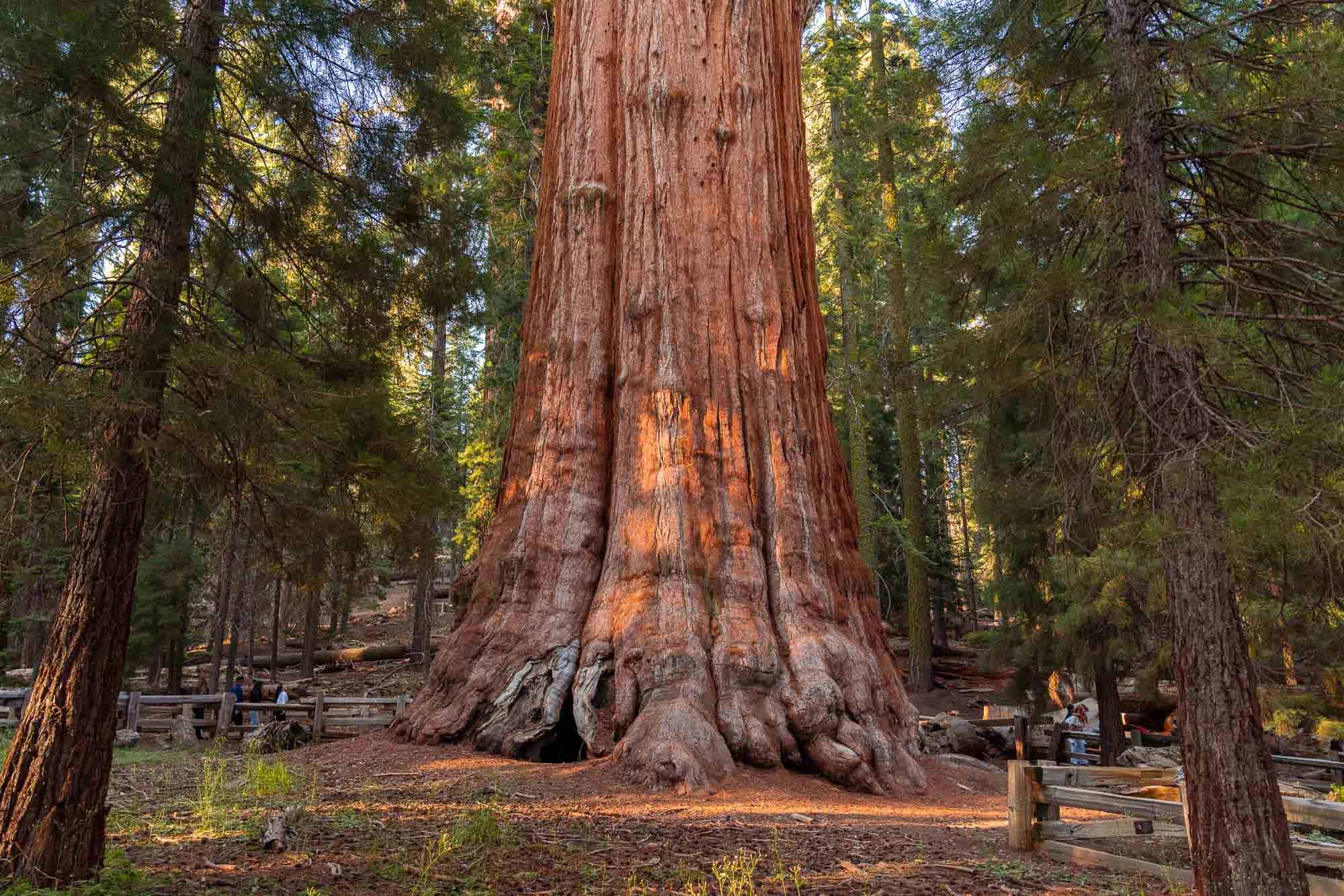 the General Sherman tree's massive base surrounded by smaller sequoia trees