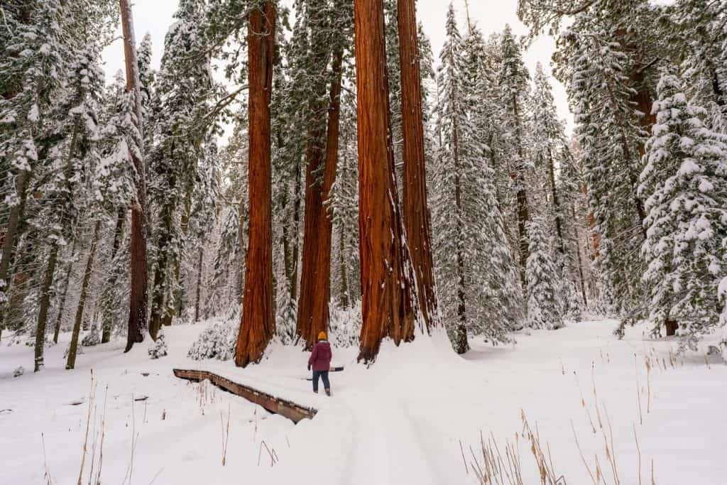 a small stand of sequoia trees in a snowy meadow.