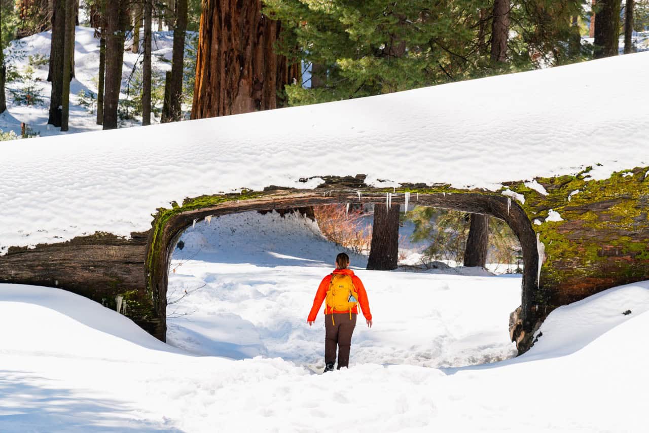 Snow-covered tree tunnel with a hiker in bright gear exploring the Sequoia National Park landscape.