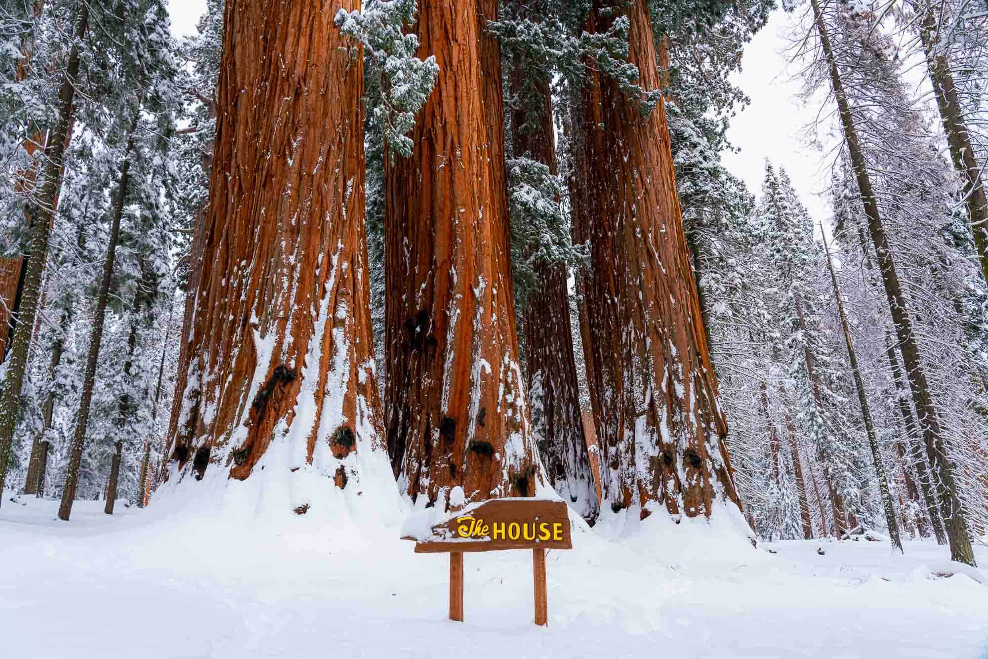 3 large red sequoia tree trunks standing in a meadow of snow with a sign reading "The House" in front of them on the Congress Trail in Sequoia National Park.