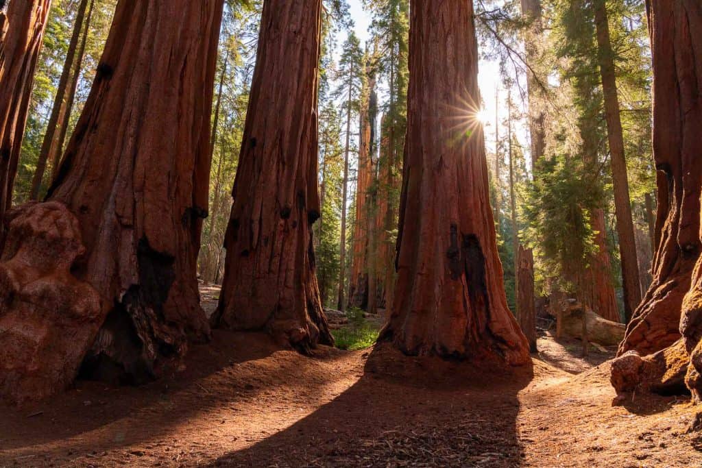 Majestic sequoia trees in Sequoia National Park with sunlight filtering through the forest canopy.