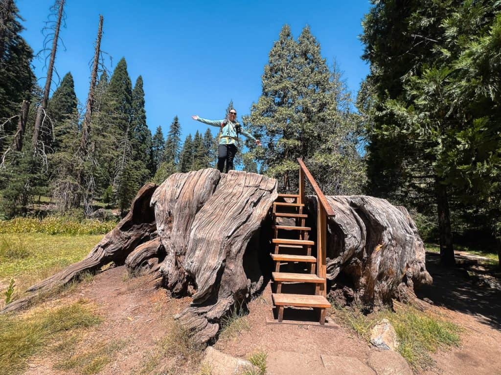Hiker standing on a large sequoia stump with stairs in Kings Canyon National Park.