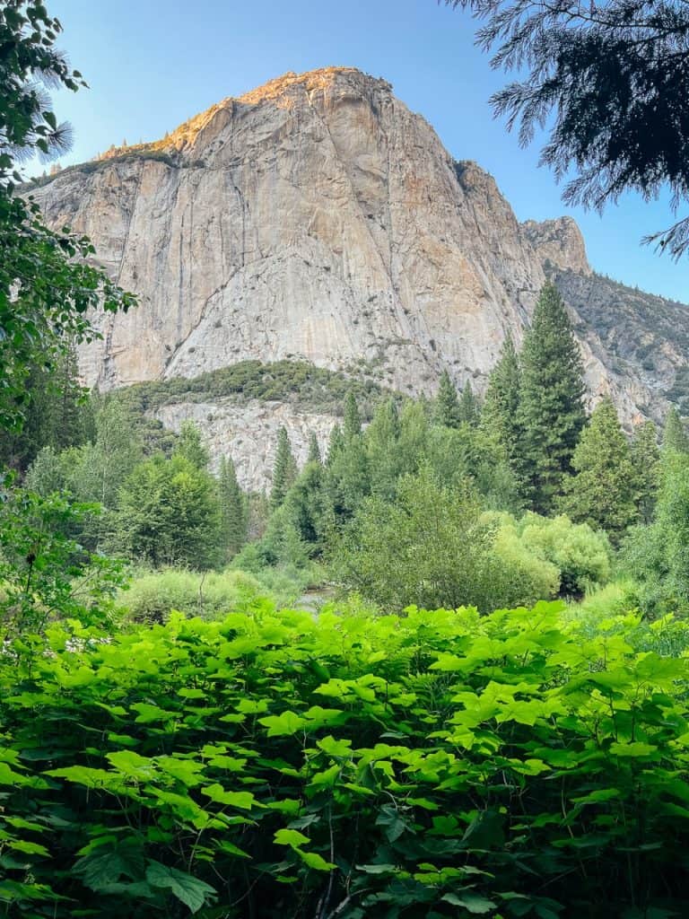 Sequoia mountain with lush green forest and vibrant foliage in Kings Canyon National Park.