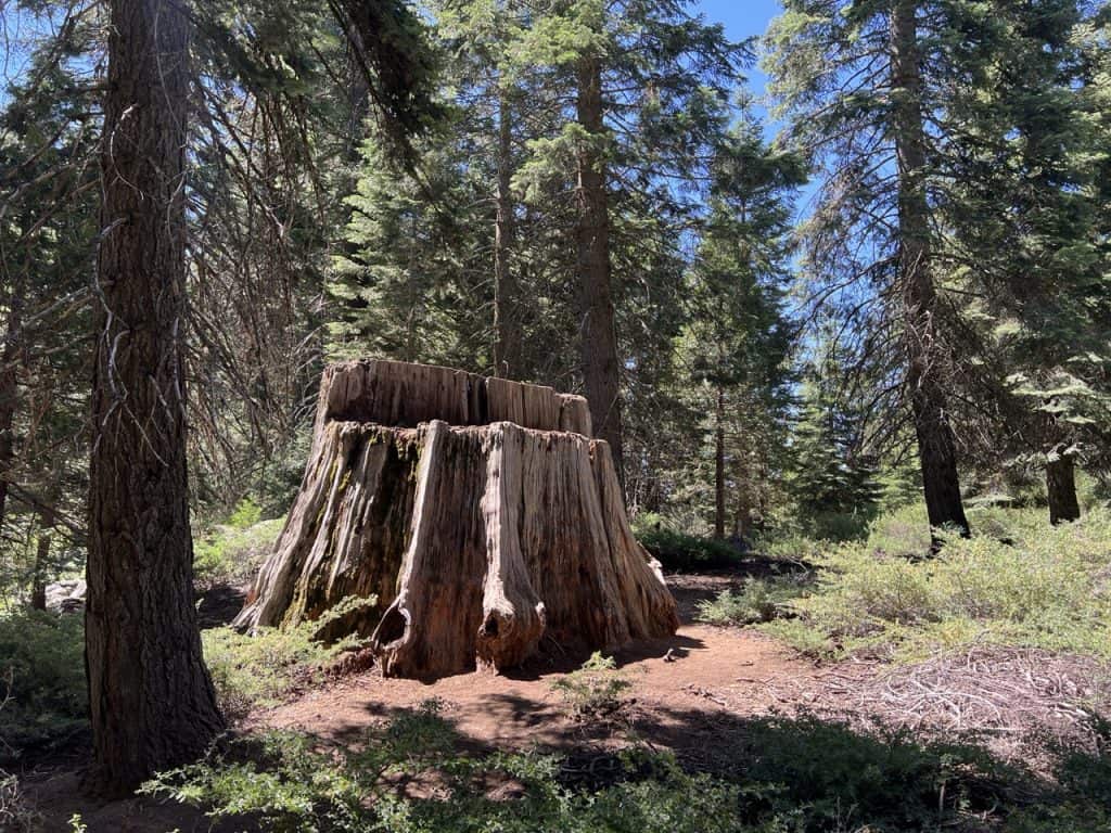 A very large sequoia tree cut stump along the Big Stump Trail.