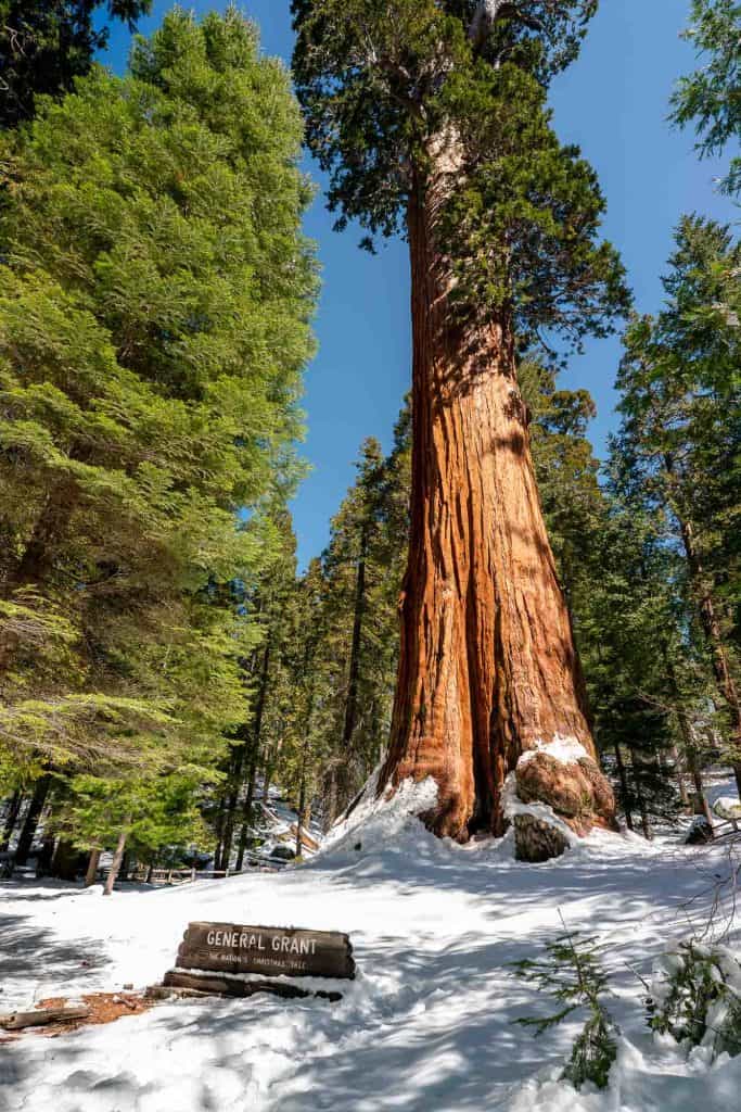 The General Grant sequoia tree standing tall in the snow behind the named plaque on the ground.